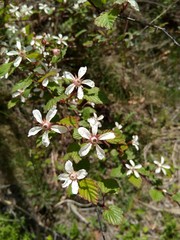 white flowers in the garden