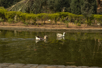 A pair of white color ducks swimming,drinking,walking,roaming around near by pond at garden, lawn at winter foggy morning.