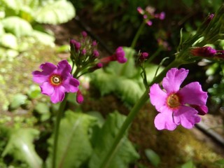 pink flowers in the garden