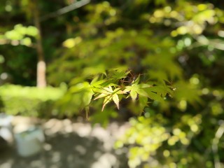 green leaves of a tree