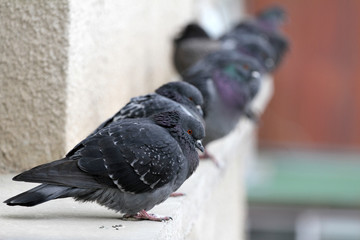 Pigeons on a building railing. City birds cuddle.