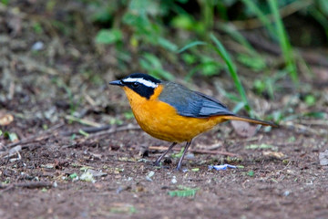 White-browed Robin-chat, (Cossypha heuglini), Lake Naivasha, Kenya.