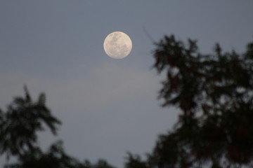 moon and tree