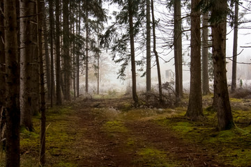 Blick aus einem düsteren Wald auf eine im Nebel stehende Kanzel