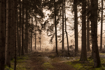 D&auml;mmerung im Wald mit Blick auf eine im Nebel stehende Kanzel
