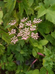 flowers in the garden