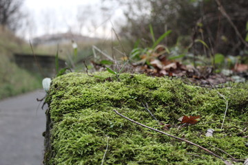 Moss on a stone wall
