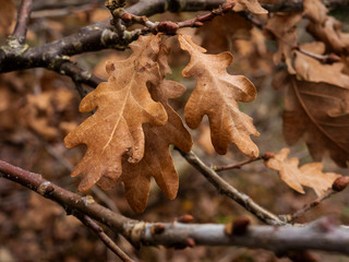 Closeup of golden brown oak leaves on a tree branch in winter showing the veins and texture
