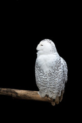 Beautiful Snowy owl Bubo scandiacus. Magic polar white owl with black spots and bright yellow eyes. Symbol of arctic wildlife on black background