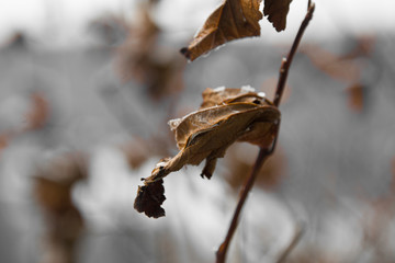 Feuille d'érable gelé en hiver