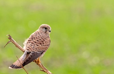 A female common kestrel on a branch, against a blurry green background..