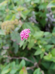 flower in the garden