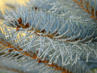 Tannenzweige einer Blaufichte, Makro, Hintergrund