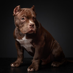 American pit bull terrier. Puppy. Dark background