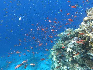 Fototapeta na wymiar Plenty of fish, underwater world