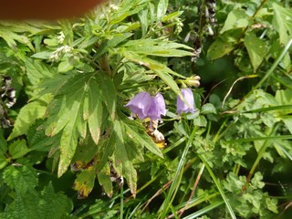 flowers in the garden