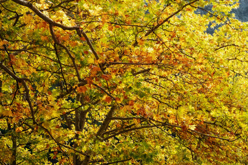 trees, leaves and forest path