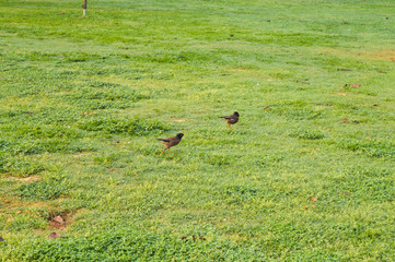 A pair of birds in park,lawn at winter foggy morning.