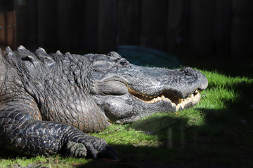 Closeup image of large alligator head & jaws