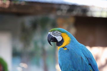 Portrait of yellow & blue macaw with large beak