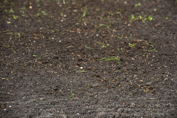 Background to the ground with weeds is close