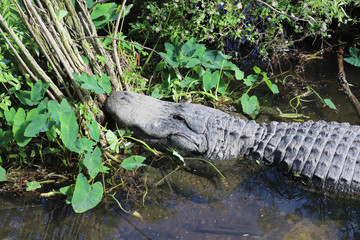 Alligator resting head on swampland plants