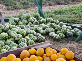 Collected in a pile of melons and watermelons