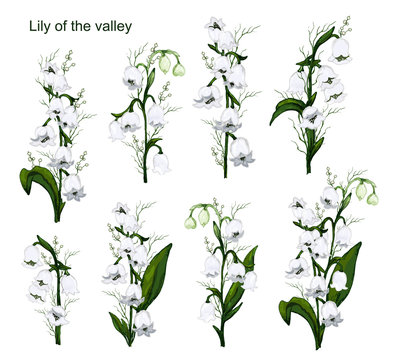hand-drawn set with flowers of the Lily of the valley, primrose. realistic Doodle isolated on white background. Botanical elements for decoration, decor, presentation, Wallpaper.