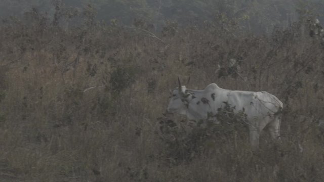 Oxen occupy a deforested farm where the Amazon forest once existed. Livestock is responsible for most of the deforestation in the biome. Par&aacute;, Brazil.