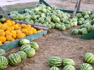 Collected in a pile of melons and watermelons