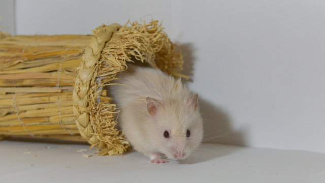Criceto dorato beige e bianco nel tunnel di paglia