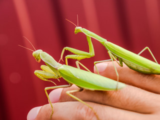 female and the mantis are sitting on the palm of a man. Insect p