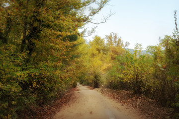 trees, leaves and forest path
