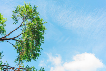 For insert text, Beautiful Trees branches, Green leaves frame on blue sky background , pattern on Chatuchak park, Bangkok, Thailand