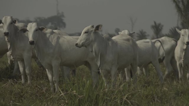 Oxen occupy a deforested farm where the Amazon forest once existed. Livestock is responsible for most of the deforestation in the biome. Par&aacute;, Brazil.