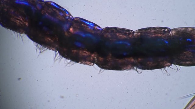 Panning the camera along a long live worm Chaoborus transparent organs. Theme of micro biology and scientific microscopy. Water from pond with a worm is a mosquito larvae. Larvae are used in fishing.