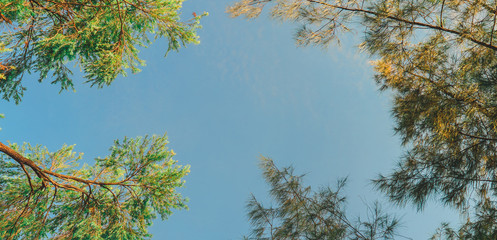For insert text, Beautiful Trees branches, Green leaves frame on blue sky background , pattern on Chatuchak park, Bangkok, Thailand