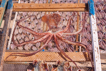 Drying Octopus in Nazare, Portugal