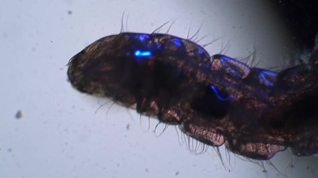 Head of a mosquito larva Chaoborus with two stings in motion under a microscope. Theme of micro biology and scientific microscopy. Water from pond with a worm is a mosquito larvae.