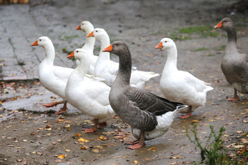 Closeup of white and grey adult geese on farm yard. Domestic goose live at beautiful animal farm