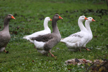 Obraz na płótnie Canvas Closeup of white and grey adult geese on farm yard. Domestic goose live at beautiful animal farm