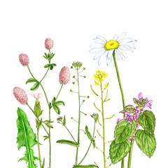 wild plants and flowers, drawing by color pencils