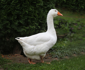 Closeup of white and grey adult geese on farm yard. Domestic goose live at beautiful animal farm