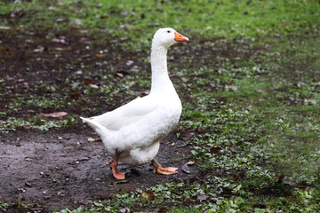 Closeup of white and grey adult geese on farm yard. Domestic goose live at beautiful animal farm