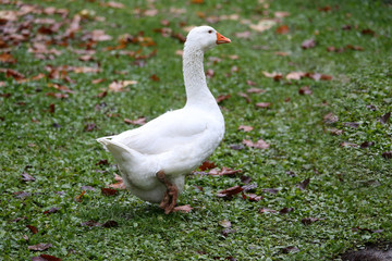 Closeup of white and grey adult geese on farm yard. Domestic goose live at beautiful animal farm