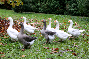 Closeup of white and grey adult geese on farm yard. Domestic goose live at beautiful animal farm