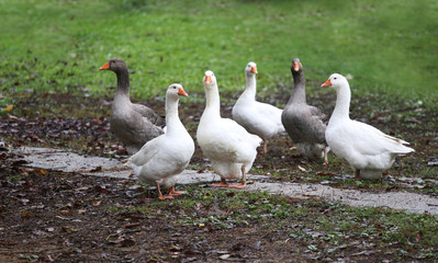 Closeup of white and grey adult geese on farm yard. Domestic goose live at beautiful animal farm