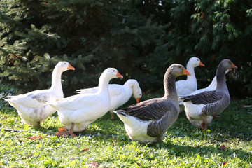A flock of domestic white geese walk across a rural poultry yard.  Home goose geese on poultry farm farmyard autumnal weather