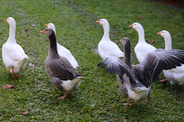 A flock of domestic white geese walk across a rural poultry yard.  Home goose geese on poultry farm farmyard autumnal weather
