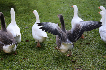 Obraz premium A flock of domestic white geese walk across a rural poultry yard. Home goose geese on poultry farm farmyard autumnal weather